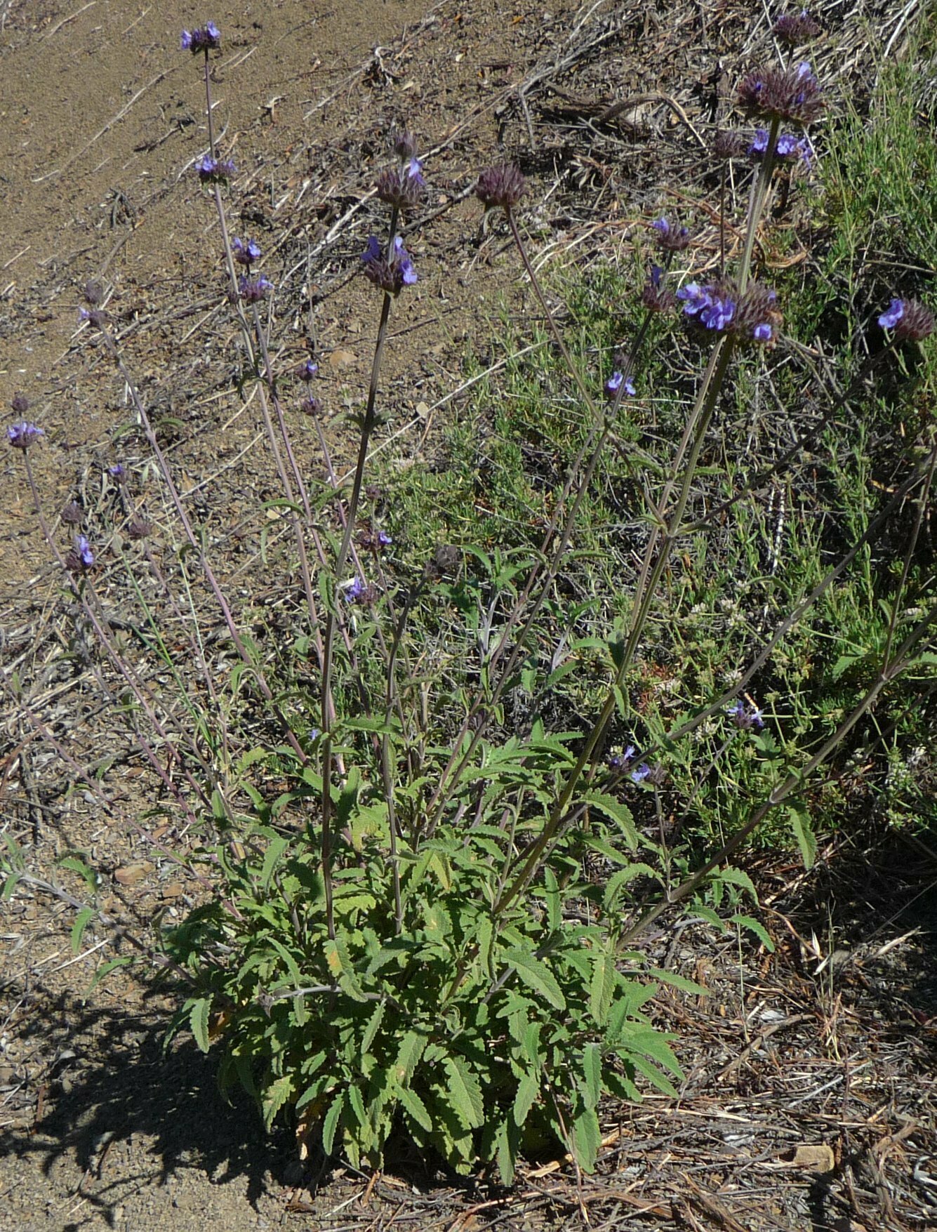 High Resolution Salvia columbariae x mellifera Plant